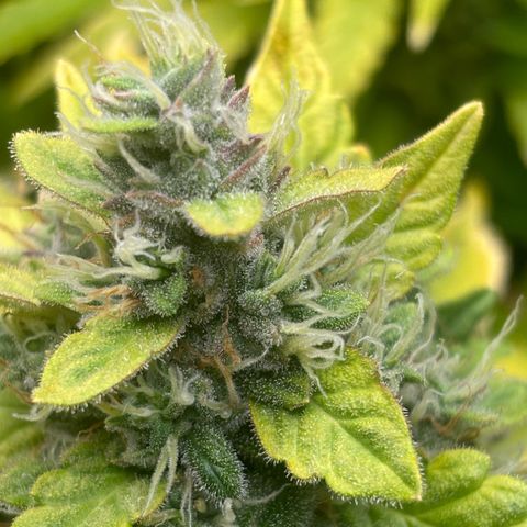 Lemon Wonder Automatic growlog timeline photo
