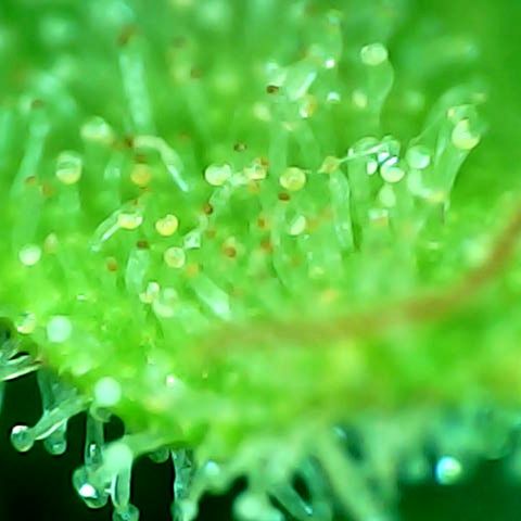 Lemon Wonder Automatic growlog timeline photo