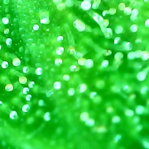 Lemon Wonder Automatic growlog timeline photo