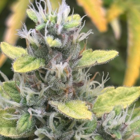 Lemon Wonder Automatic growlog timeline photo