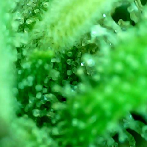 Lemon Wonder Automatic growlog timeline photo