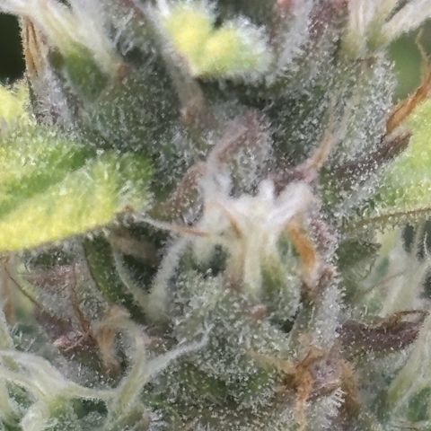 Lemon Wonder Automatic growlog timeline photo