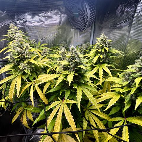 Lemon Wonder Automatic growlog timeline photo