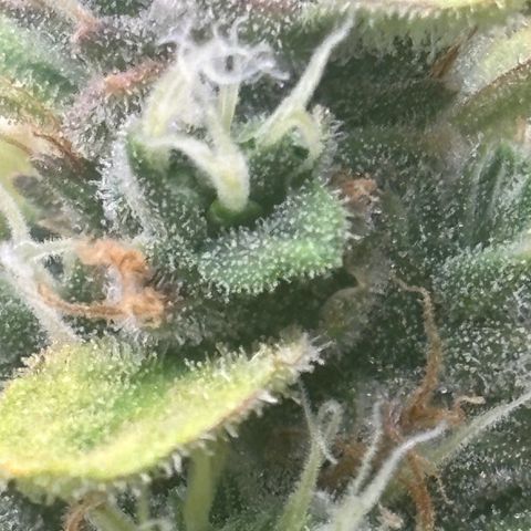 Lemon Wonder Automatic growlog timeline photo