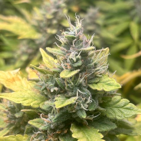 Lemon Wonder Automatic growlog timeline photo