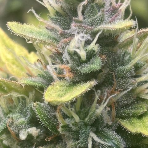 Lemon Wonder Automatic growlog timeline photo