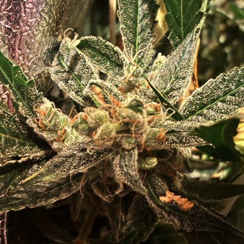 Mimosa Automatic growlog photo: Ernte