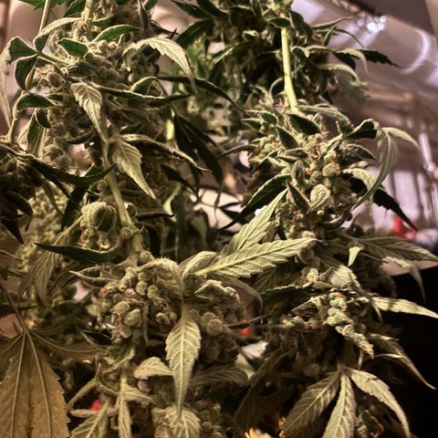 Mimosa Automatic growlog photo: Ernte