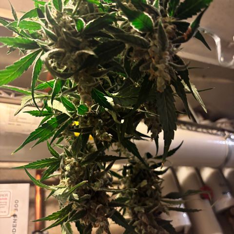 Mimosa Automatic growlog photo: Ernte