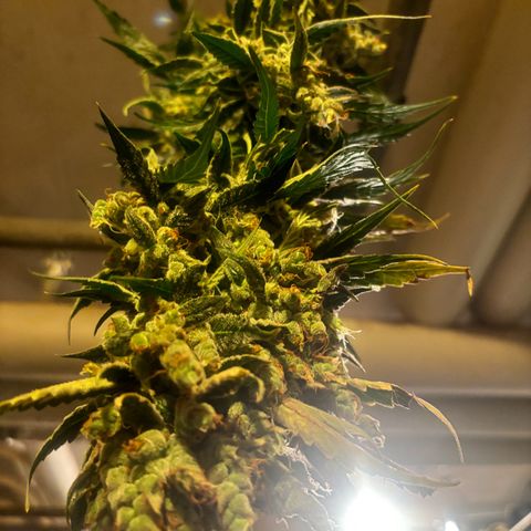 Mimosa Automatic growlog photo: Ernte