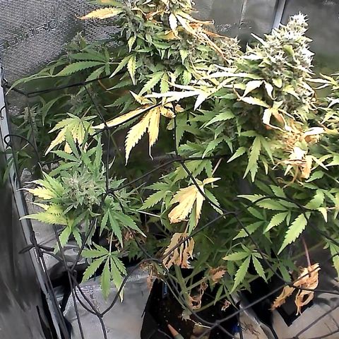 Lemon Wonder Automatic growlog timeline photo