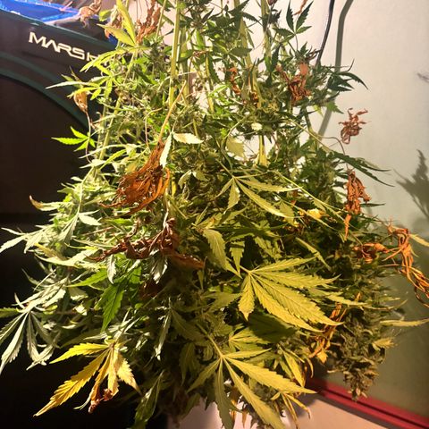 Lemon Wonder Automatic growlog timeline photo