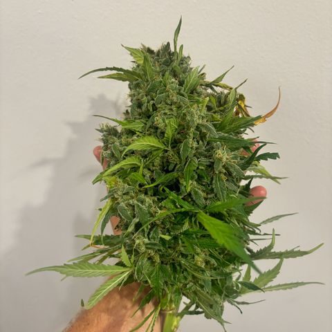 Lemon Wonder Automatic growlog timeline photo