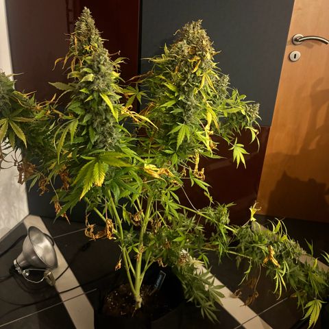 Lemon Wonder Automatic growlog timeline photo