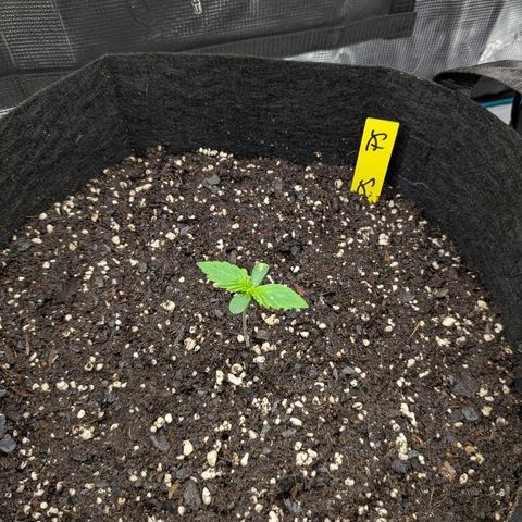 Purple Skunk (Sensi) growlog photo: Inflow EC 766
Outflow EC 4072(!!!)