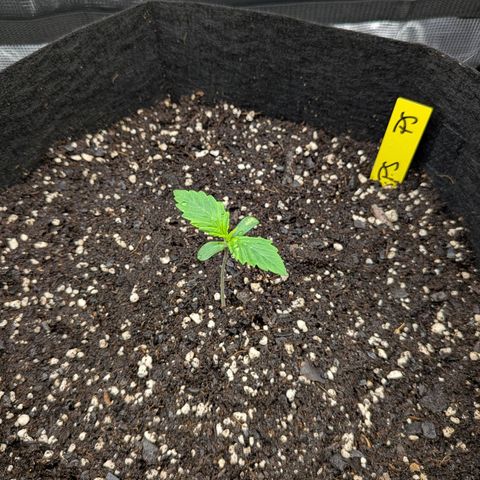 Purple Skunk (Sensi) growlog timeline photo