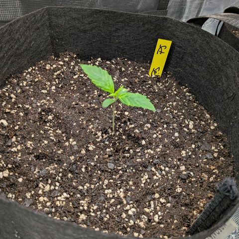 Purple Skunk (Sensi) growlog timeline photo