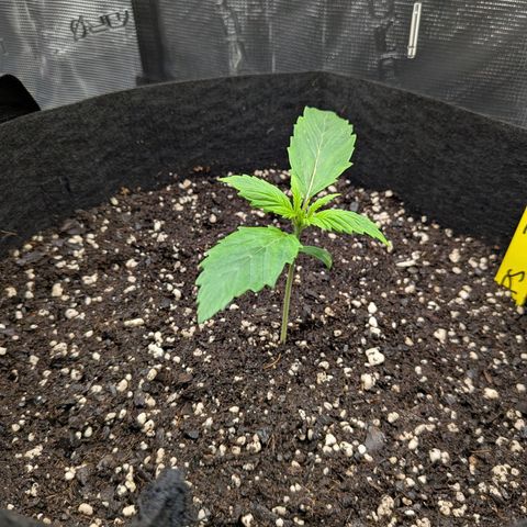 Purple Skunk (Sensi) growlog timeline photo