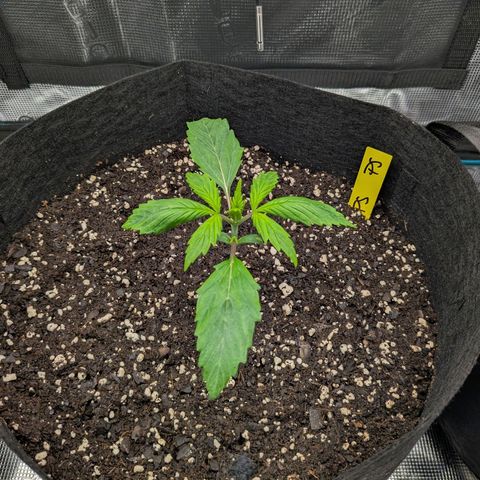 Purple Skunk (Sensi) growlog timeline photo