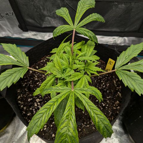 Purple Skunk (Sensi) growlog timeline photo