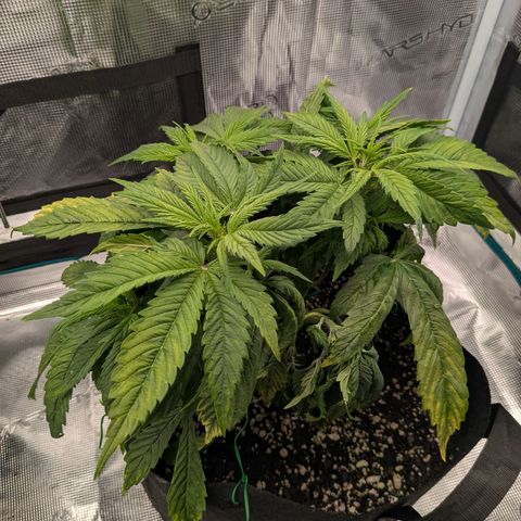 Purple Skunk (Sensi) growlog timeline photo