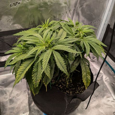 Purple Skunk (Sensi) growlog timeline photo