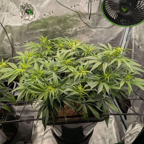 Purple Skunk (Sensi) growlog timeline photo