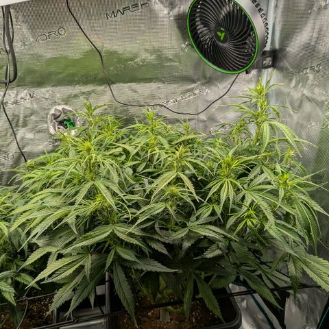 Purple Skunk (Sensi) growlog timeline photo