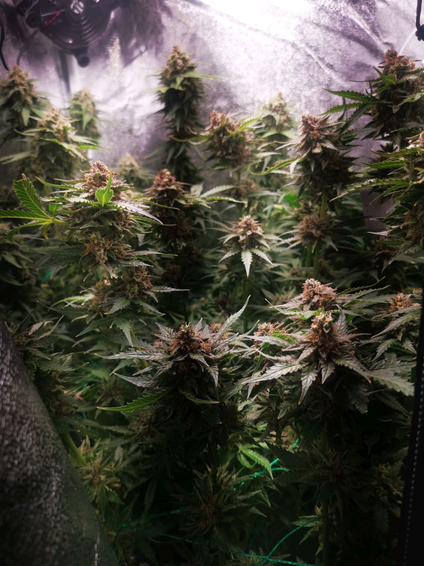 Roy.Gorilla 8.BW ^25%THC growlog header