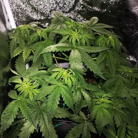 Roy.Gorilla 8.BW ^25%THC growlog timeline photo