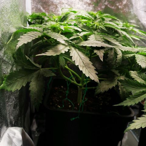 Roy.Gorilla 8.BW ^25%THC growlog timeline photo