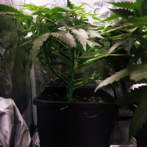 Roy.Gorilla 8.BW ^25%THC growlog timeline photo