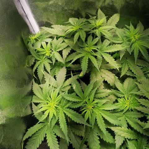 Roy.Gorilla 8.BW ^25%THC growlog timeline photo