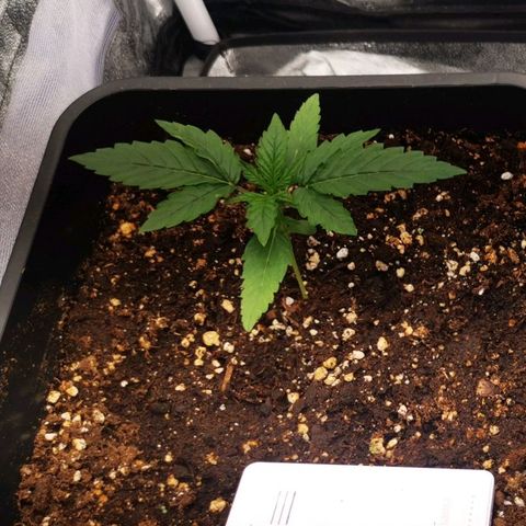 Roy.Gorilla 8.BW ^25%THC growlog timeline photo