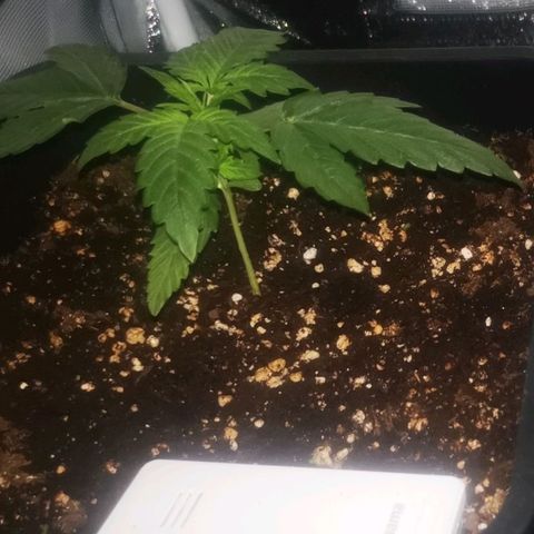Roy.Gorilla 8.BW ^25%THC growlog timeline photo