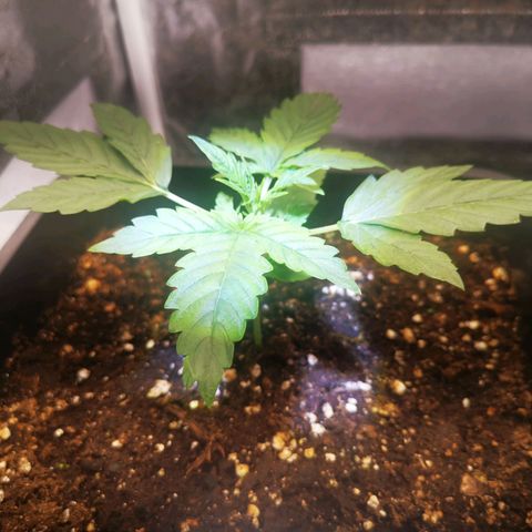 Roy.Gorilla 8.BW ^25%THC growlog timeline photo