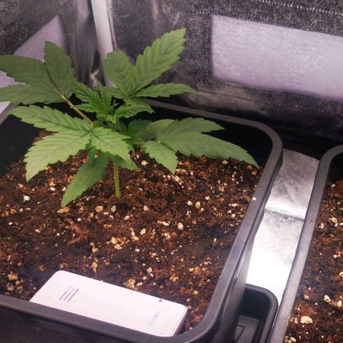 Roy.Gorilla 8.BW ^25%THC growlog timeline photo