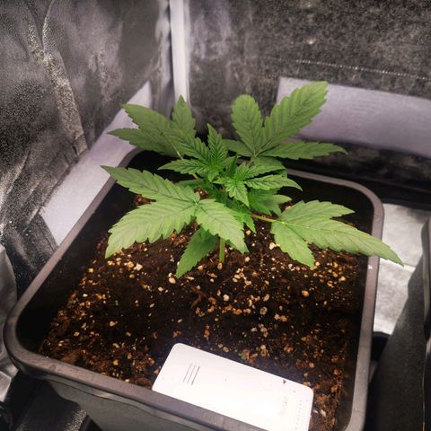 Roy.Gorilla 8.BW ^25%THC growlog timeline photo