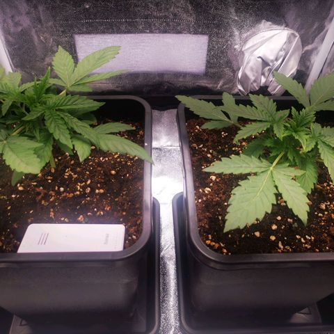 Roy.Gorilla 8.BW ^25%THC growlog timeline photo