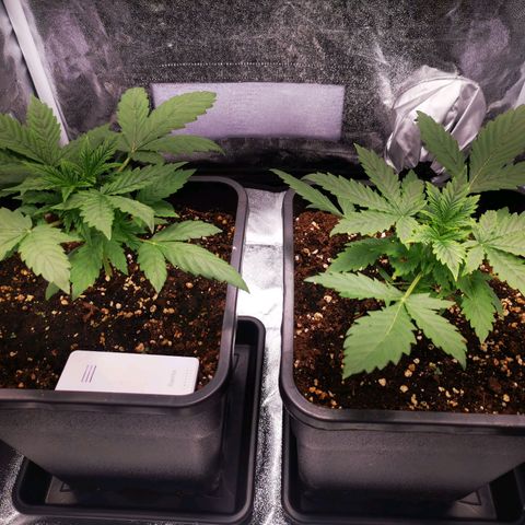 Roy.Gorilla 8.BW ^25%THC growlog timeline photo