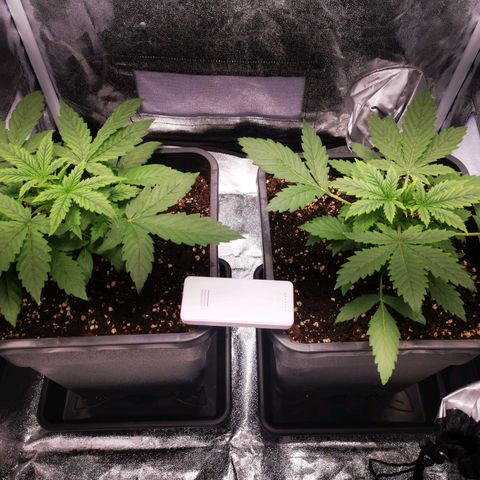 Roy.Gorilla 8.BW ^25%THC growlog timeline photo