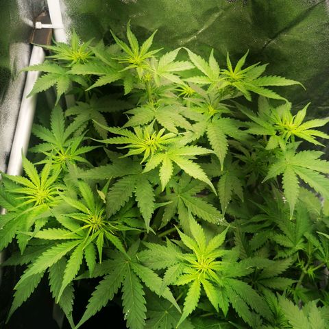 Roy.Gorilla 8.BW ^25%THC growlog timeline photo