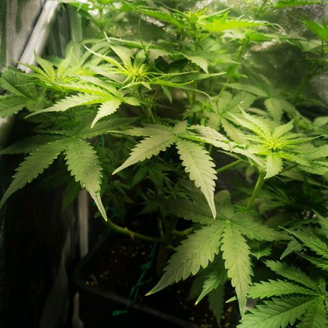 Roy.Gorilla 8.BW ^25%THC growlog timeline photo