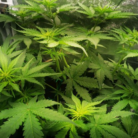 Roy.Gorilla 8.BW ^25%THC growlog timeline photo