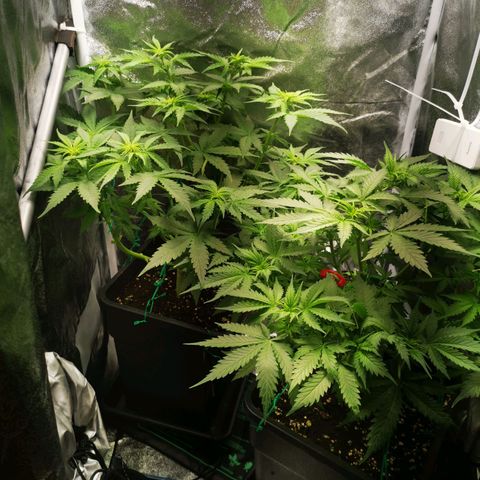 Roy.Gorilla 8.BW ^25%THC growlog timeline photo