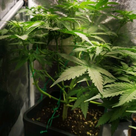 Roy.Gorilla 8.BW ^25%THC growlog timeline photo