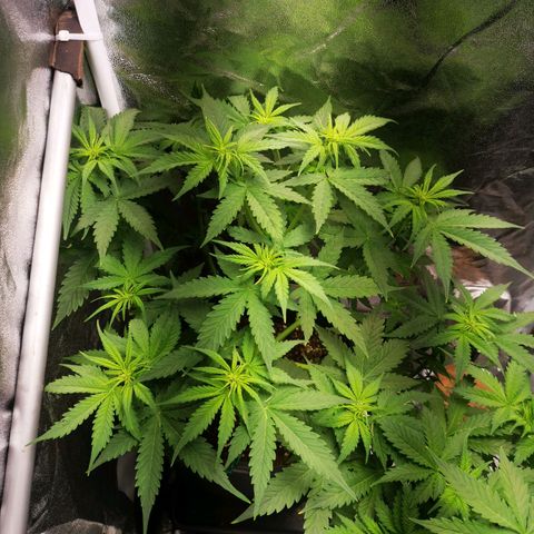 Roy.Gorilla 8.BW ^25%THC growlog timeline photo