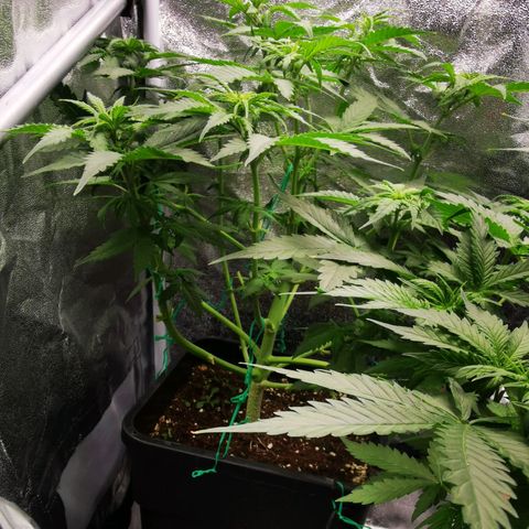 Roy.Gorilla 8.BW ^25%THC growlog timeline photo