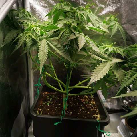 Roy.Gorilla 8.BW ^25%THC growlog timeline photo