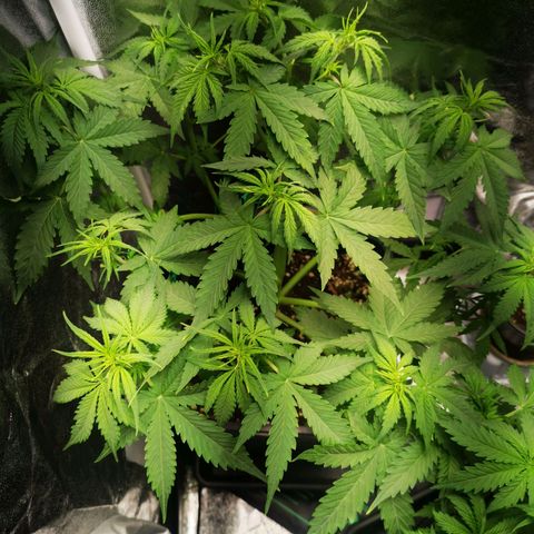 Roy.Gorilla 8.BW ^25%THC growlog timeline photo